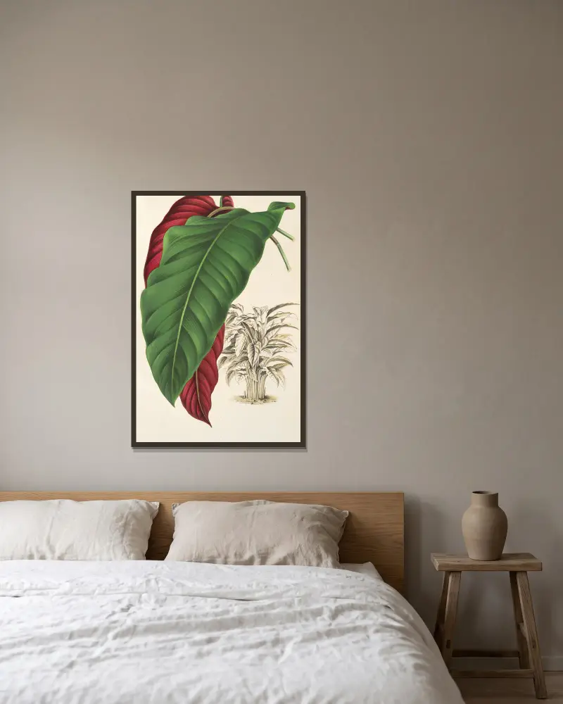 Calathea arrecta von Charles Antoine Lemaire gerahmt an einer Wand