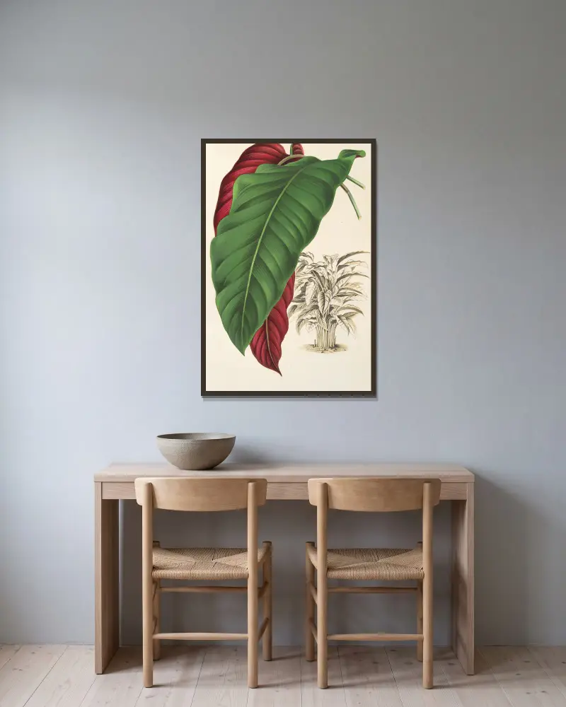 Calathea arrecta von Charles Antoine Lemaire gerahmt an einer Wand