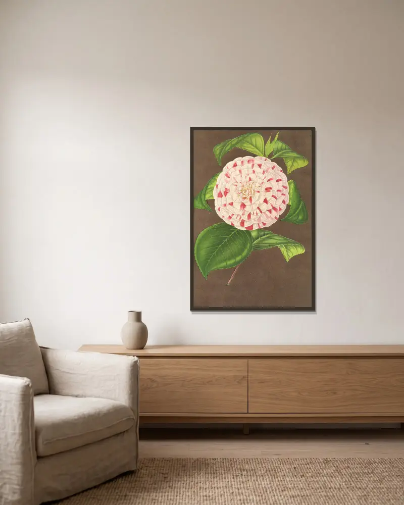 Camellia Madame Verschaffelt av Charles Antoine Lemaire inramad på en vägg
