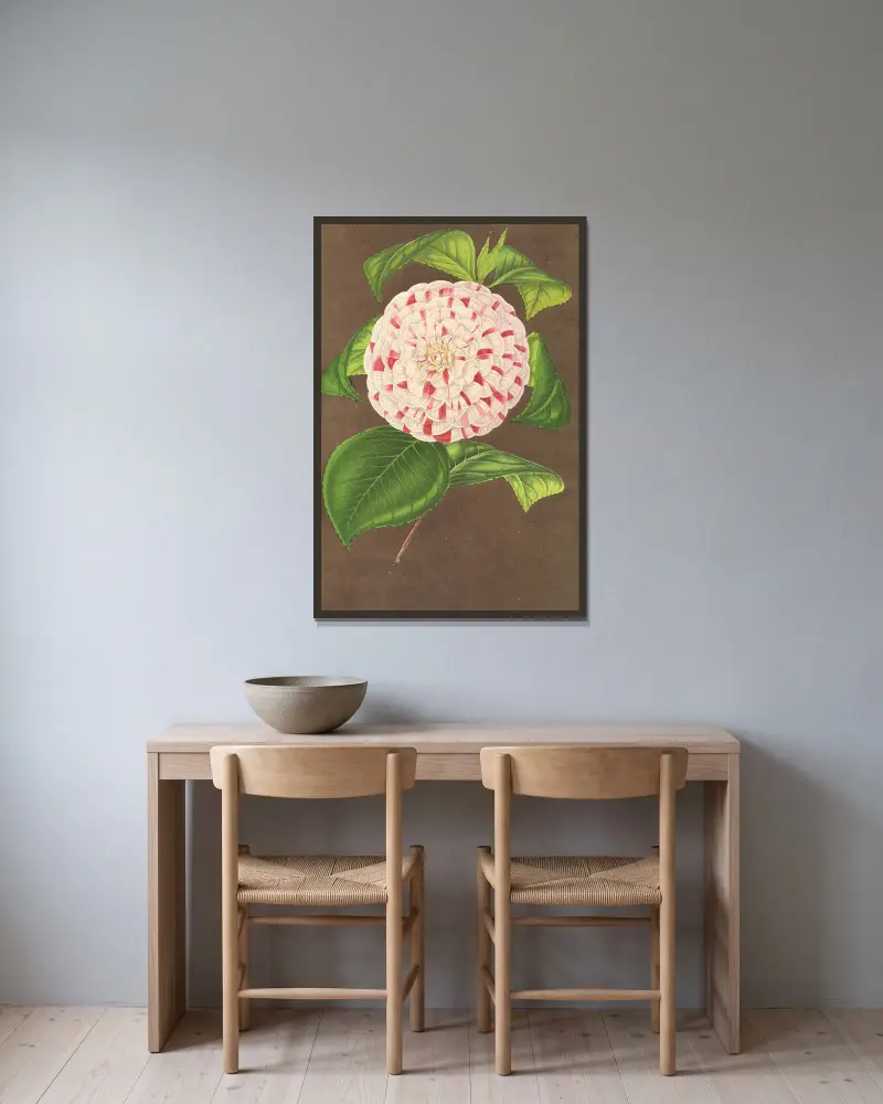 Camellia Madame Verschaffelt av Charles Antoine Lemaire inramad på en vägg
