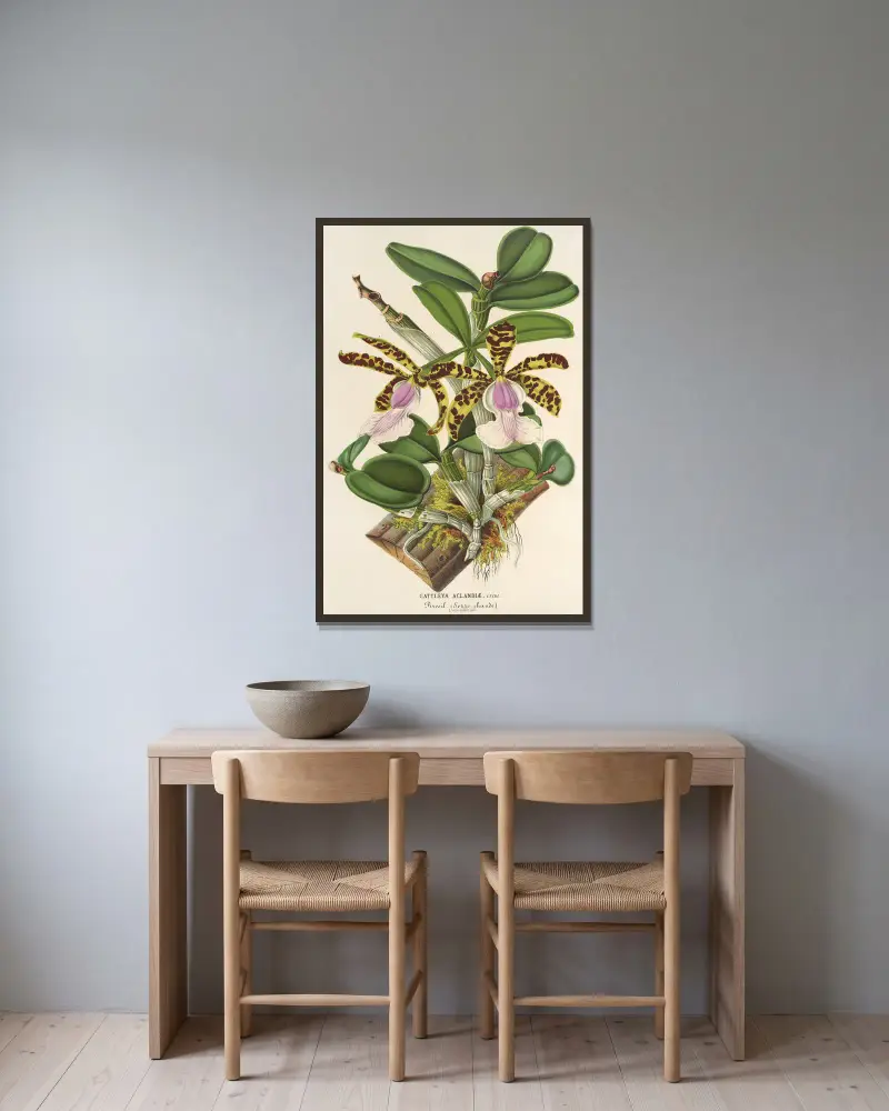 Cattleya Aclandiæ av Charles Antoine Lemaire inramad på en vägg