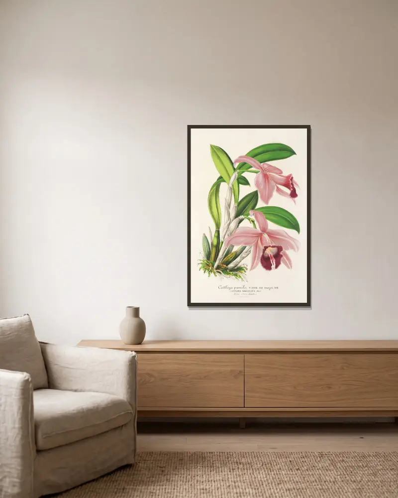 Cattleya pumila von Charles Antoine Lemaire gerahmt an einer Wand