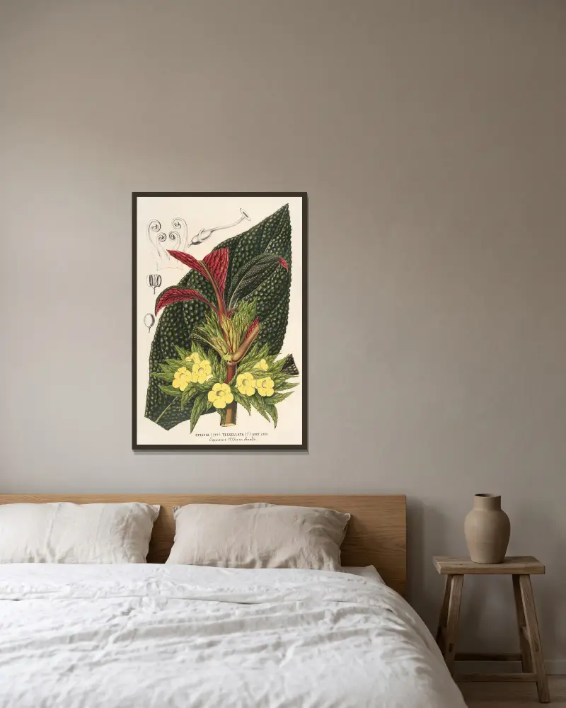 Centrosolenia bullata (Episcia tessellata) av Charles Antoine Lemaire inramad på en vägg