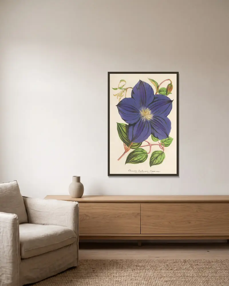 Clematis Jackmani, Charles Antoine Lemaire w ramie na ścianie