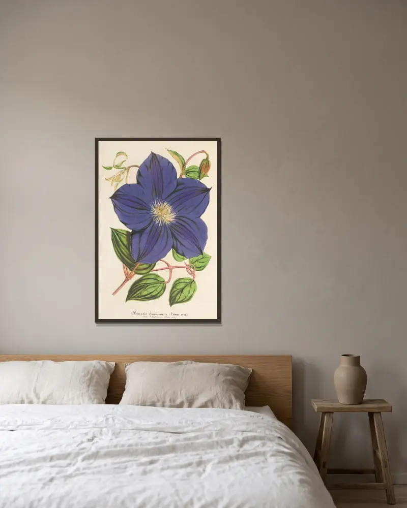 Clematis Jackmani, Charles Antoine Lemaire w ramie na ścianie