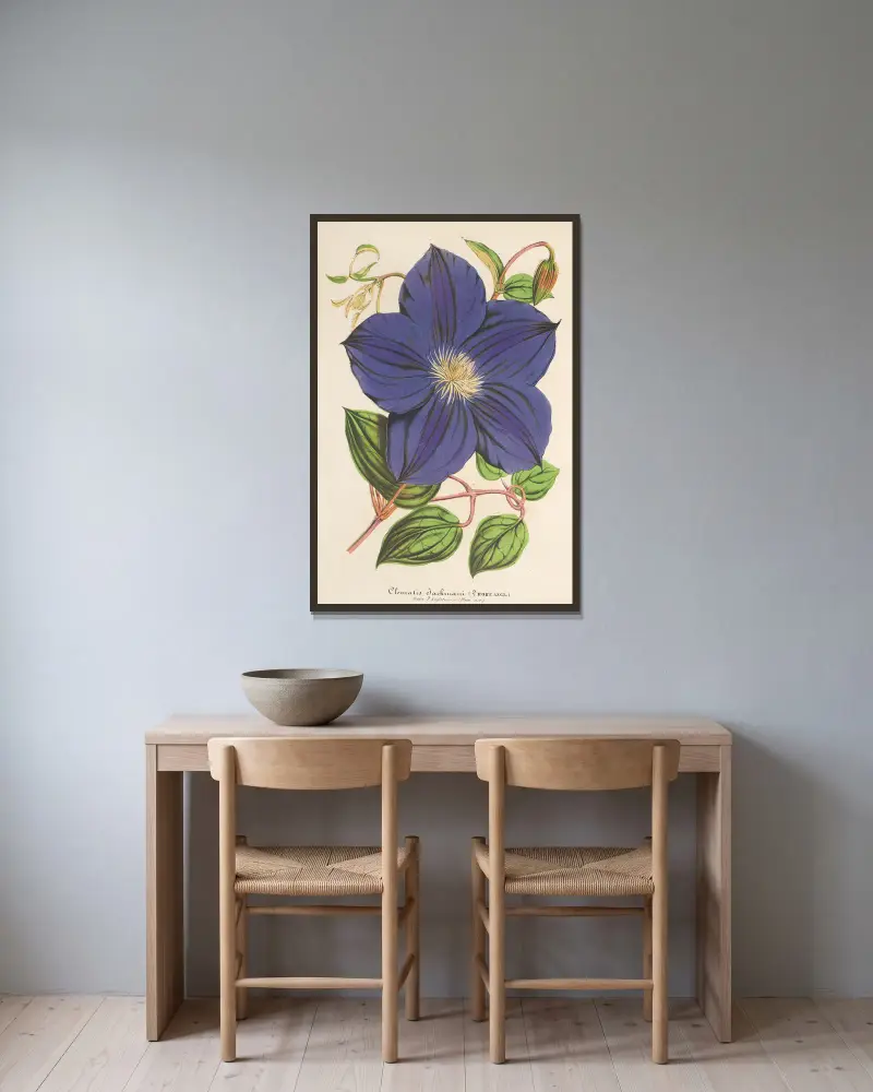 Clematis Jackmani, Charles Antoine Lemaire w ramie na ścianie