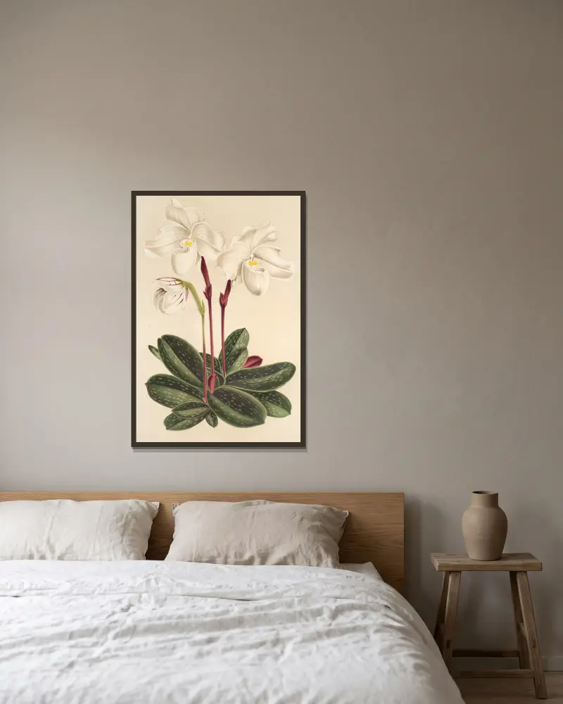 Cypripedium niveum av Charles Antoine Lemaire inramad på en vägg
