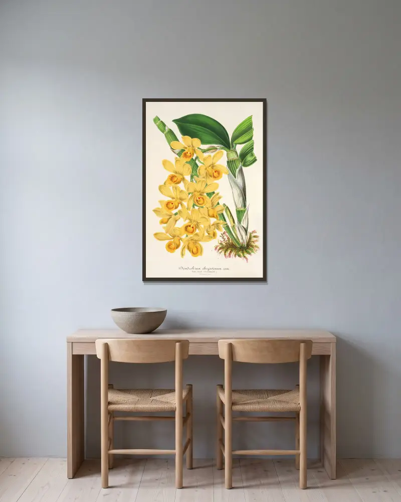 Dendrobium chrysotoxum, Charles Antoine Lemaire w ramie na ścianie