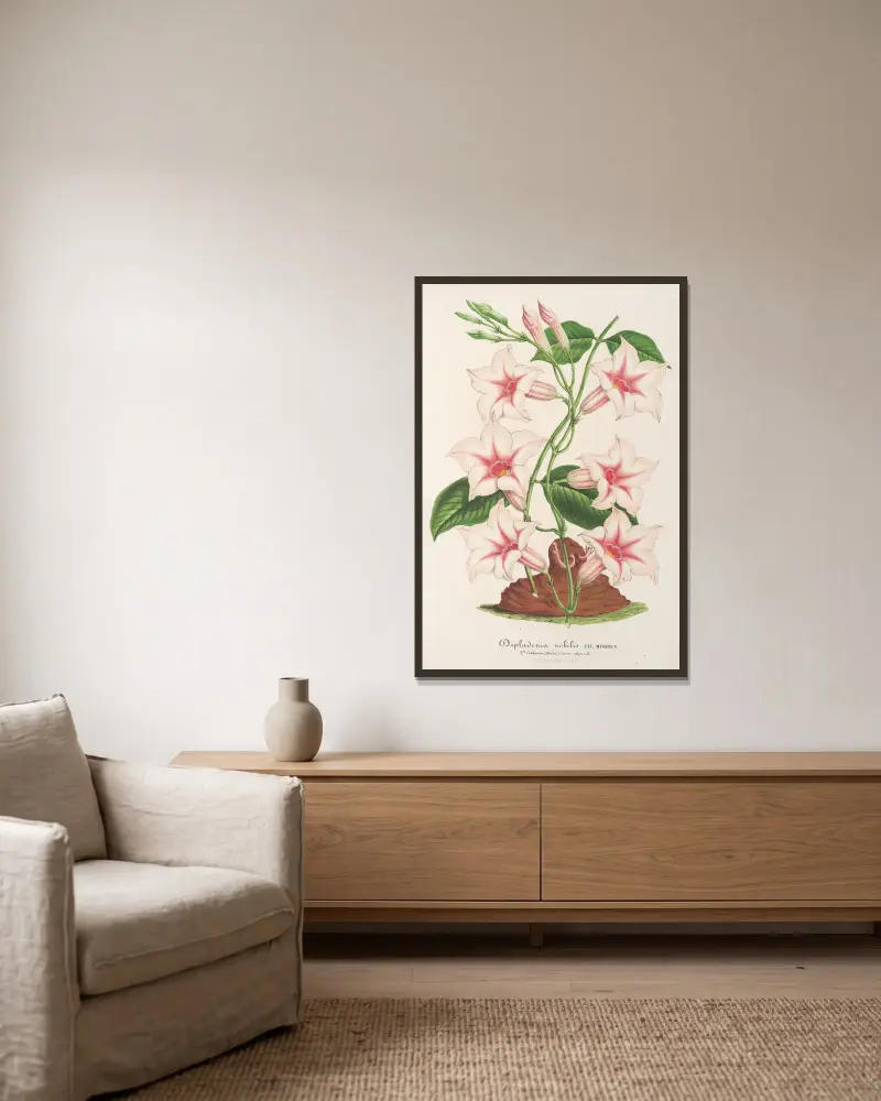 Dipladenia nobilis av Charles Antoine Lemaire inramad på en vägg