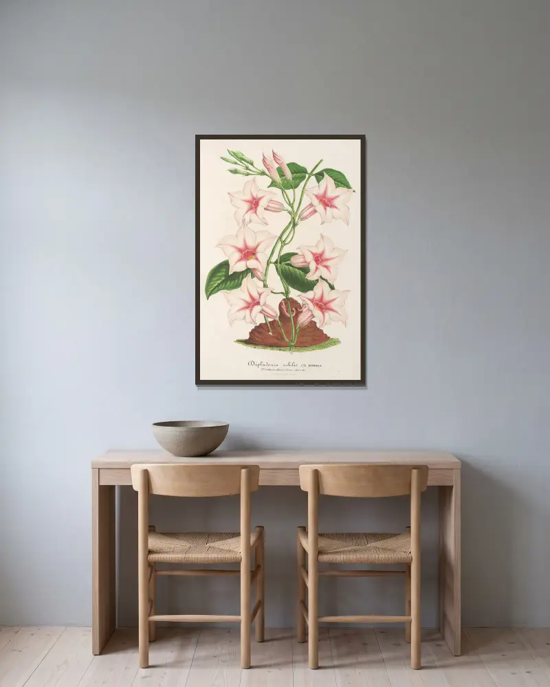 Dipladenia nobilis av Charles Antoine Lemaire inramad på en vägg