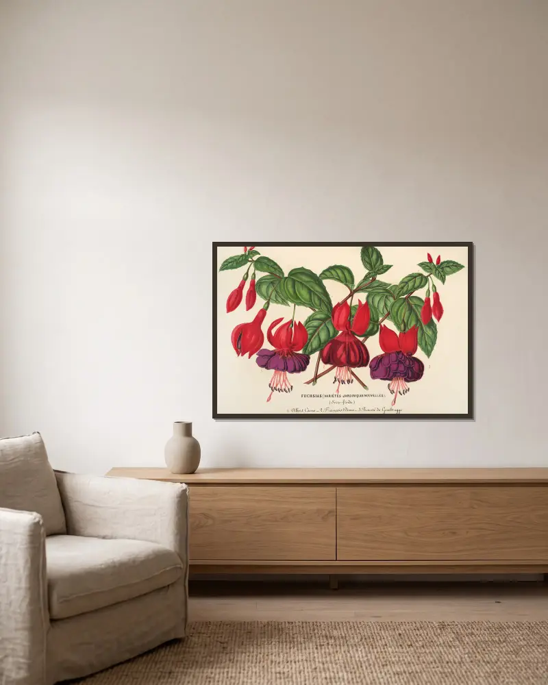 Fuchsia (variétés jardiniques de), 1854 – nr 2 av Charles Antoine Lemaire inramad på en vägg