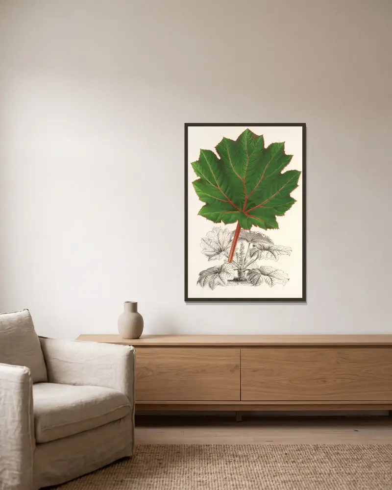 Gunnera brephogea av Charles Antoine Lemaire inramad på en vägg