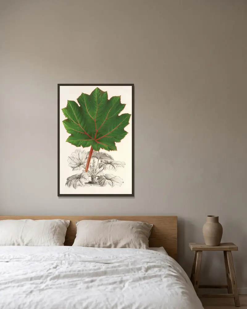 Gunnera brephogea av Charles Antoine Lemaire inramad på en vägg