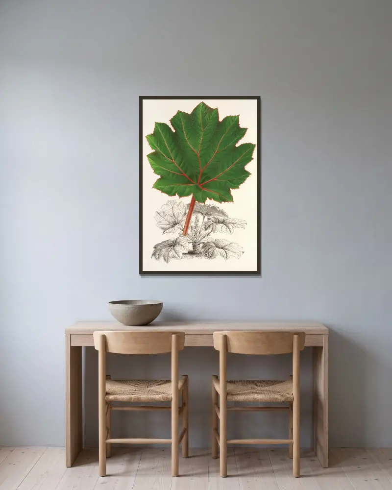 Gunnera brephogea av Charles Antoine Lemaire inramad på en vägg