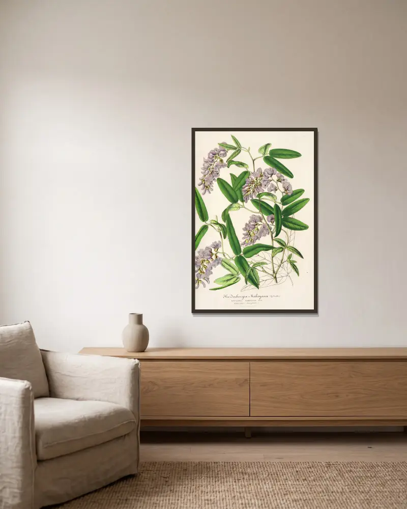 Hardenbergia Makoyana (hybrida) av Charles Antoine Lemaire inramad på en vägg