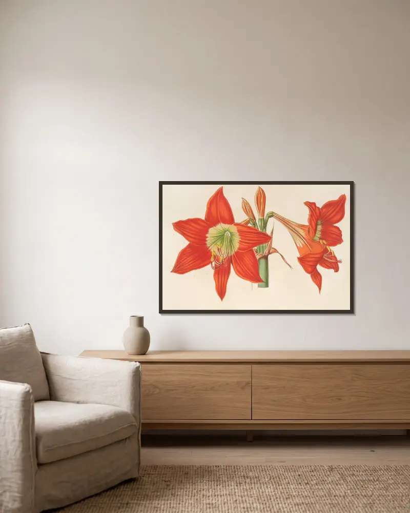 Hippeastrum (Amaryllis!) pyrrochroum av Charles Antoine Lemaire inramad på en vägg