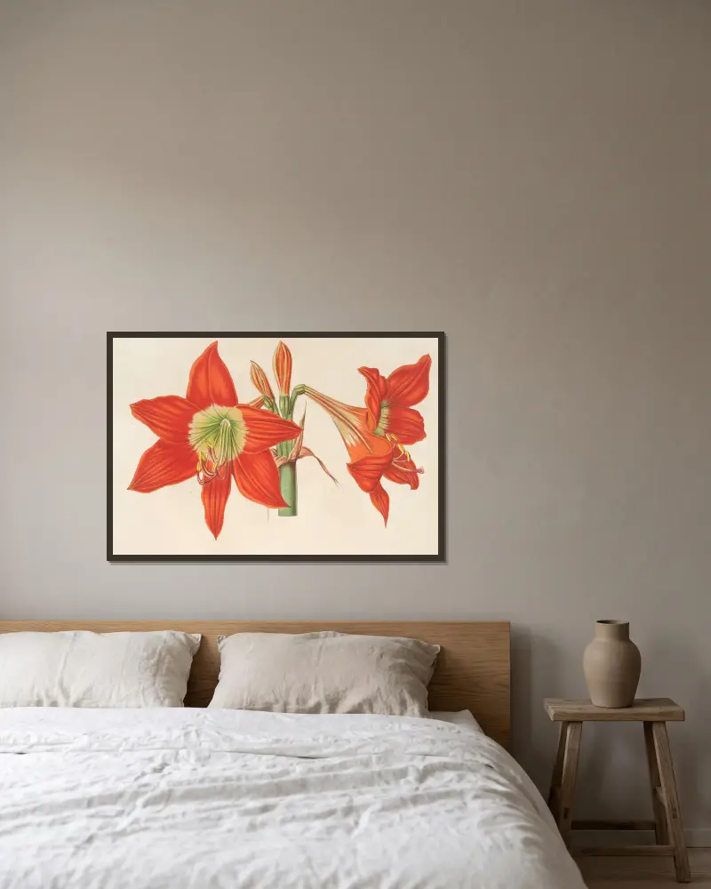 Hippeastrum (Amaryllis!) pyrrochroum av Charles Antoine Lemaire inramad på en vägg
