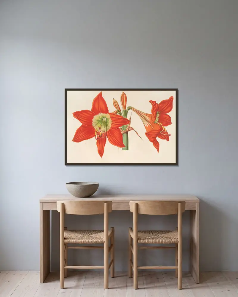 Hippeastrum (Amaryllis!) pyrrochroum av Charles Antoine Lemaire inramad på en vägg