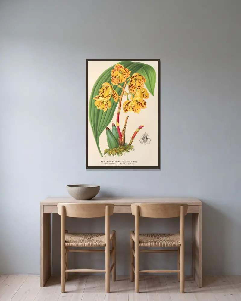 Houlletia chrysantha av Charles Antoine Lemaire inramad på en vägg