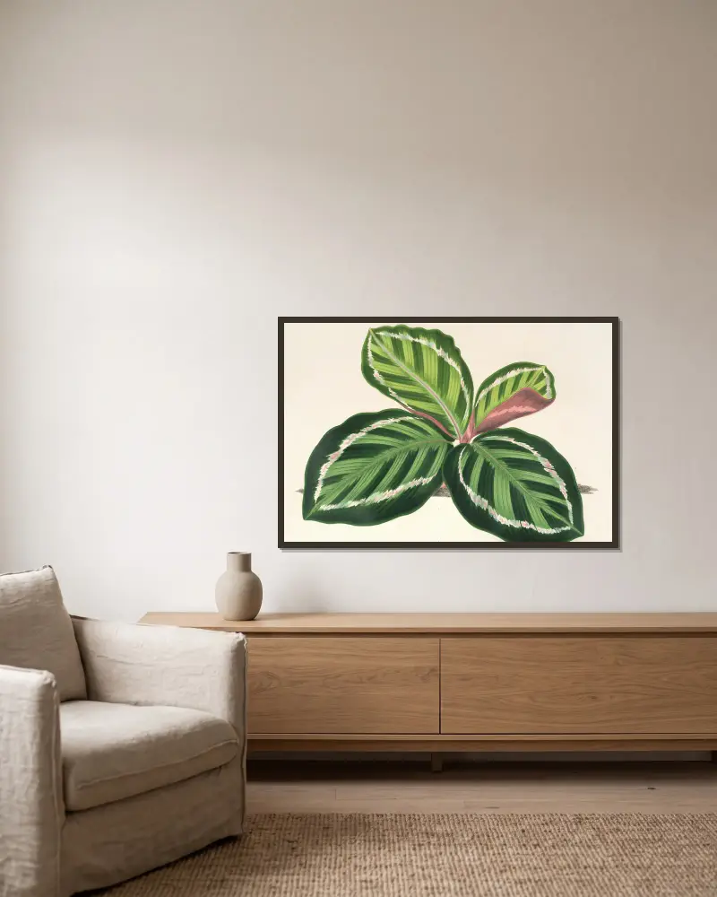 Maranta illustris von Charles Antoine Lemaire gerahmt an einer Wand