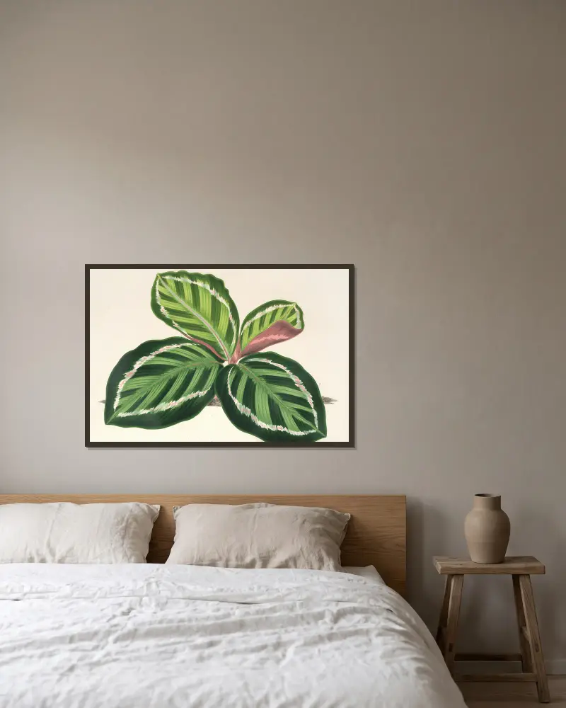 Maranta illustris von Charles Antoine Lemaire gerahmt an einer Wand