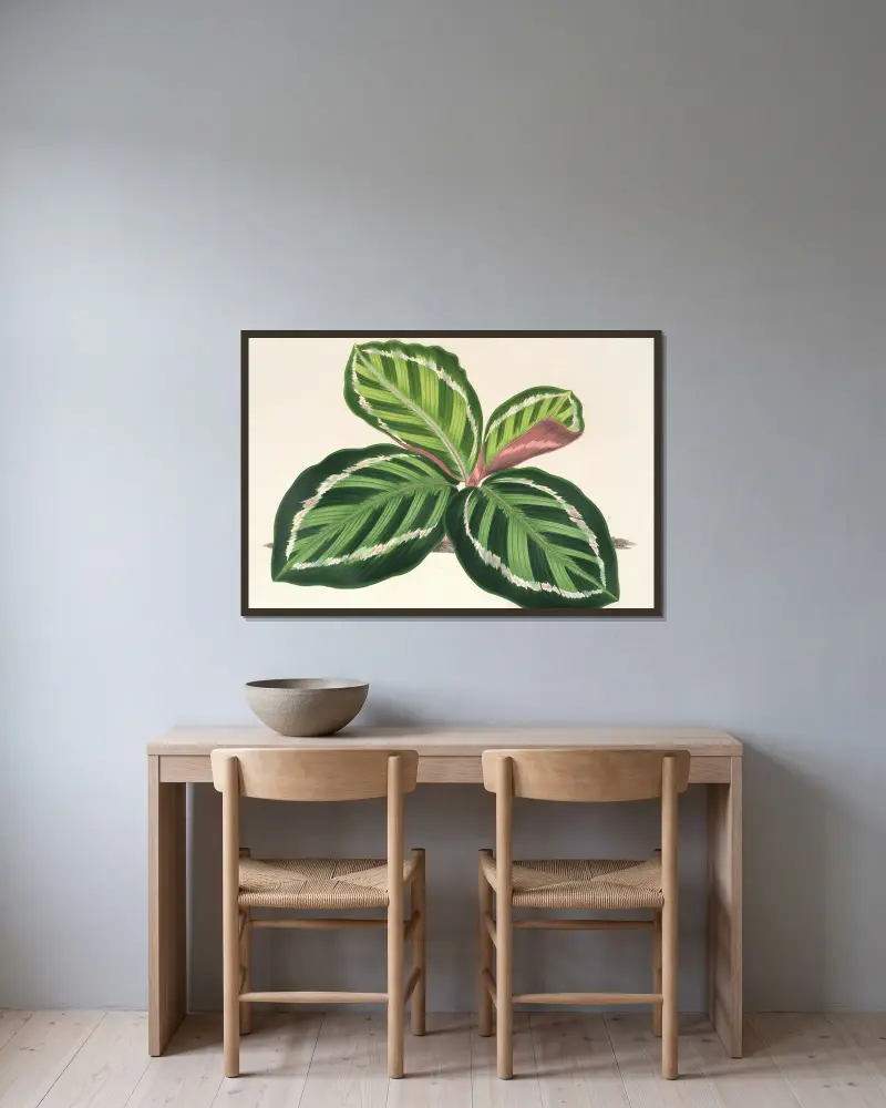 Maranta illustris von Charles Antoine Lemaire gerahmt an einer Wand