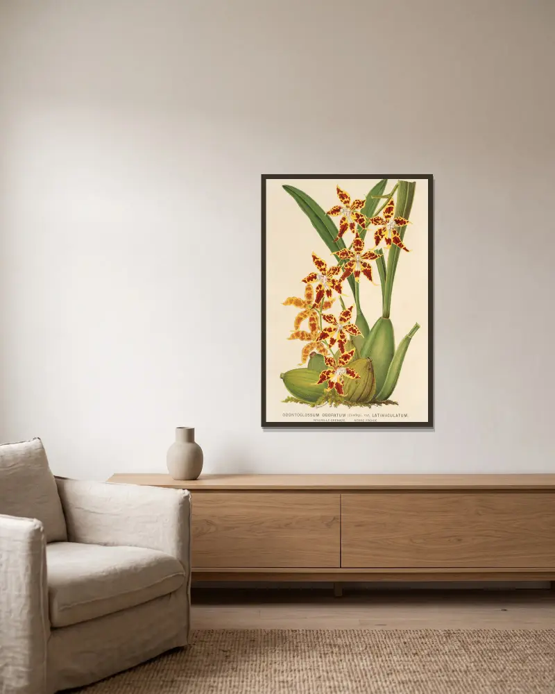 Odontoglossum odoratum, var. latima-culatum av Charles Antoine Lemaire inramad på en vägg