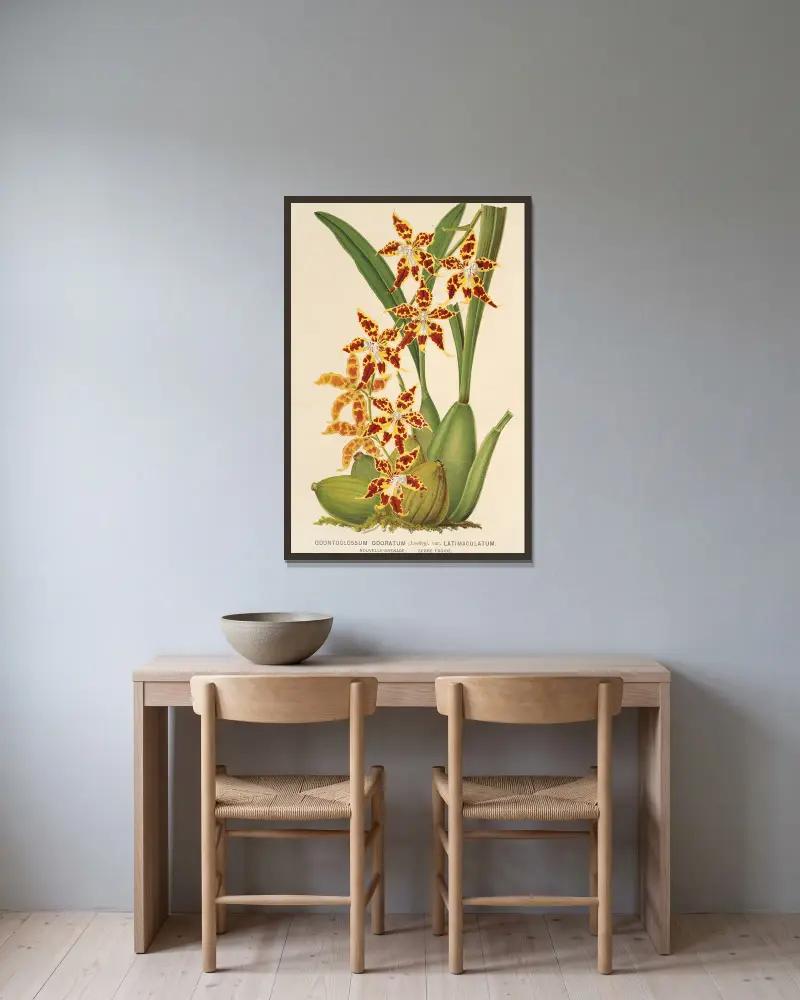 Odontoglossum odoratum, var. latima-culatum av Charles Antoine Lemaire inramad på en vägg