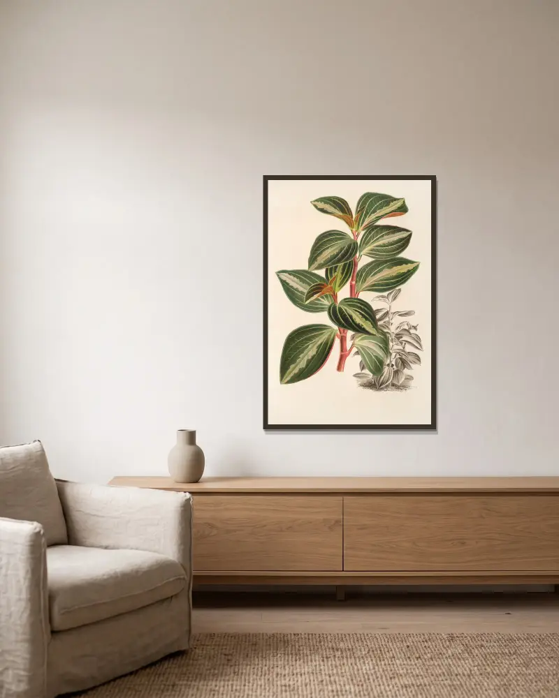 Peperomia velutina av Charles Antoine Lemaire inramad på en vägg