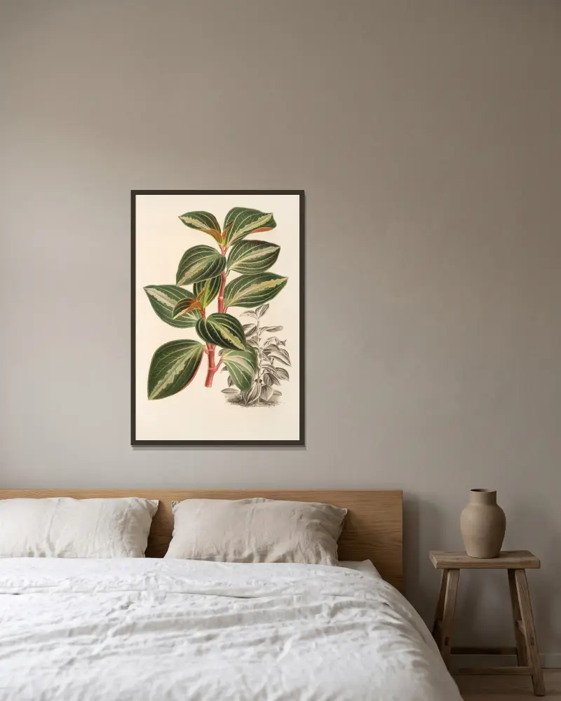 Peperomia velutina av Charles Antoine Lemaire inramad på en vägg