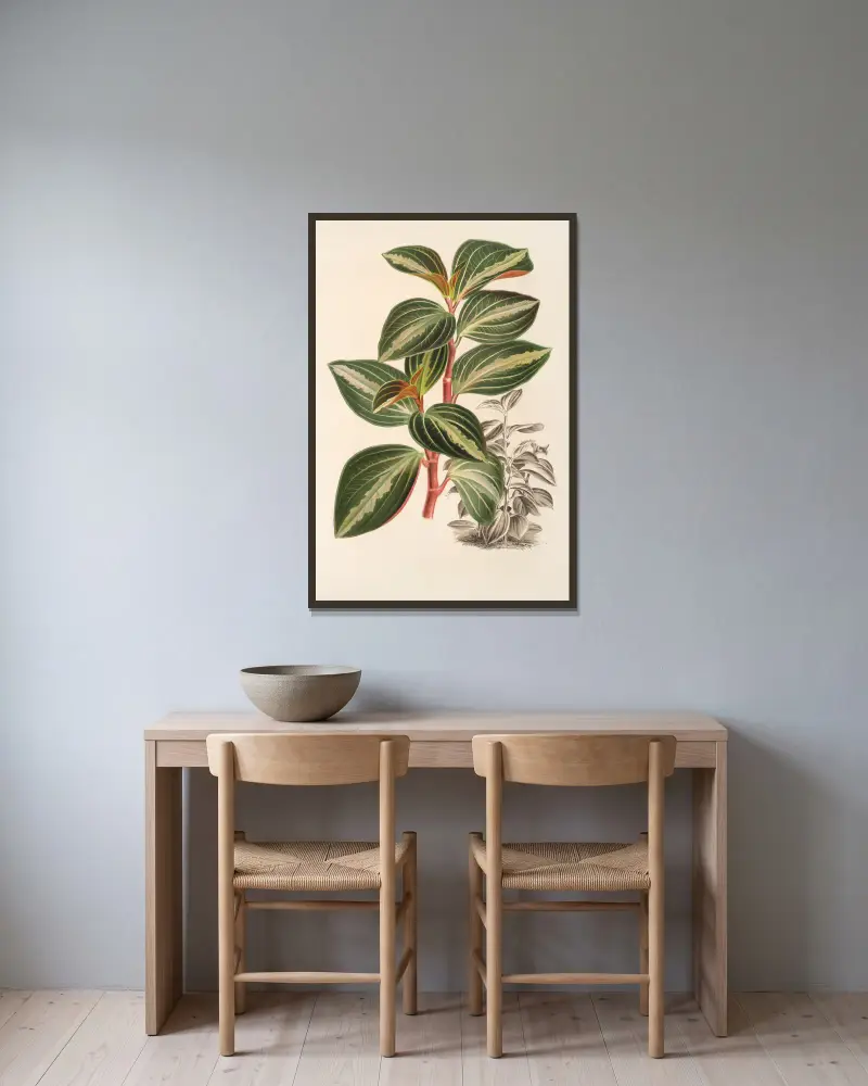 Peperomia velutina av Charles Antoine Lemaire inramad på en vägg