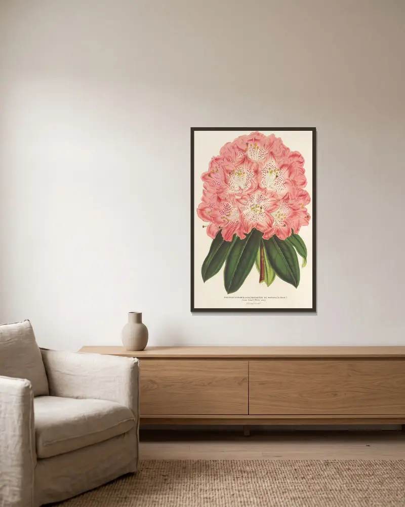 Rhododendrum (hybridum) Duchesse de Nassau av Charles Antoine Lemaire inramad på en vägg
