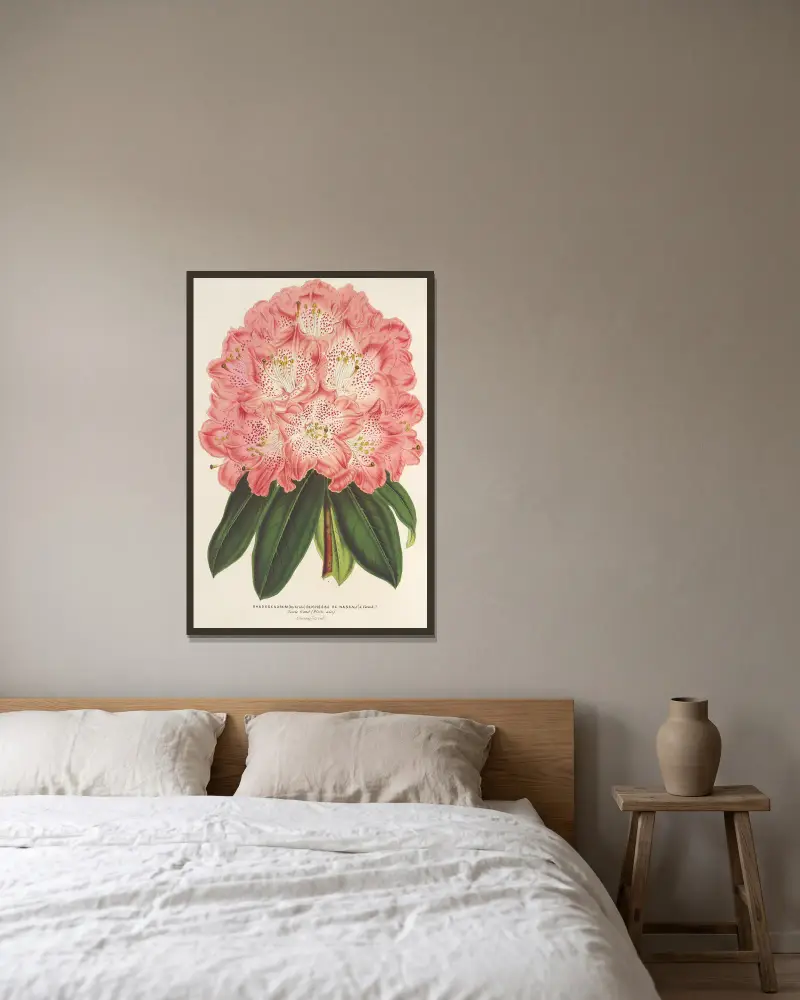 Rhododendrum (hybridum) Duchesse de Nassau av Charles Antoine Lemaire inramad på en vägg