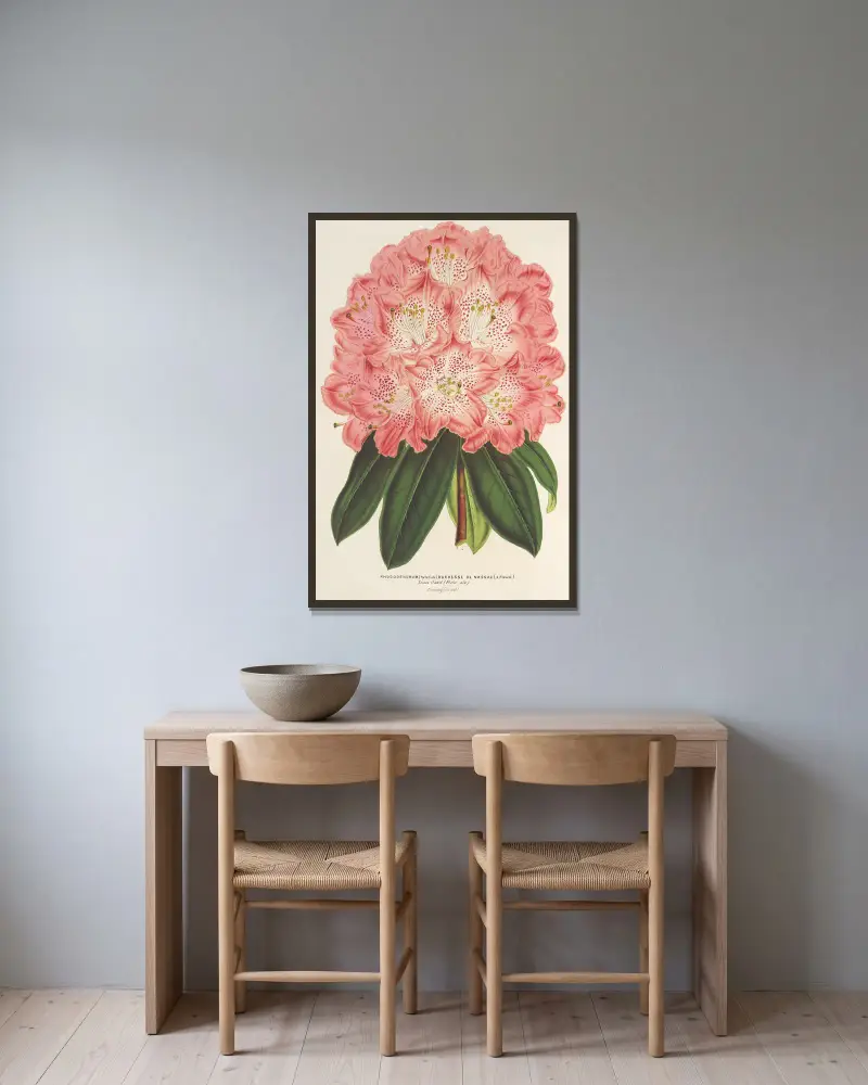 Rhododendrum (hybridum) Duchesse de Nassau av Charles Antoine Lemaire inramad på en vägg