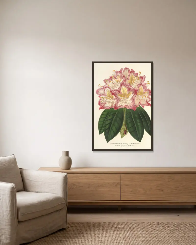 Rhododendrum ornatissimum (hybr.) av Charles Antoine Lemaire inramad på en vägg