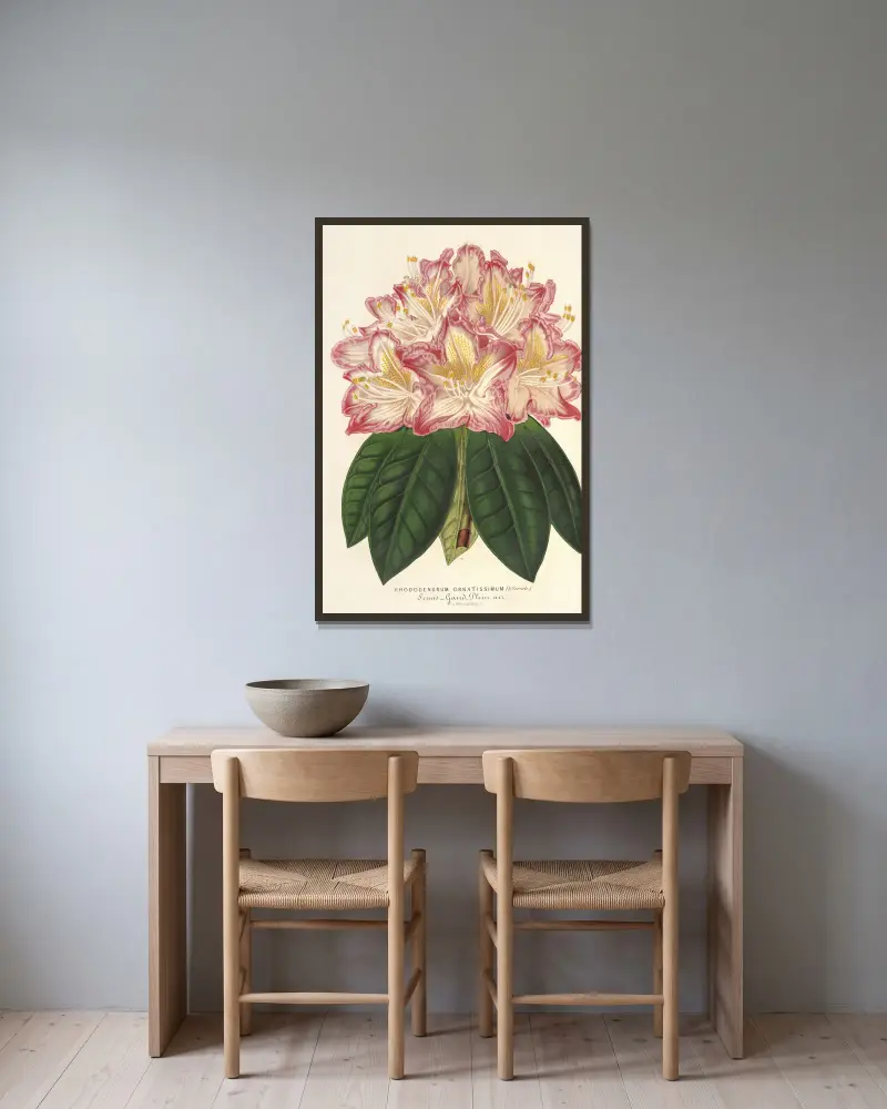 Rhododendrum ornatissimum (hybr.) av Charles Antoine Lemaire inramad på en vägg