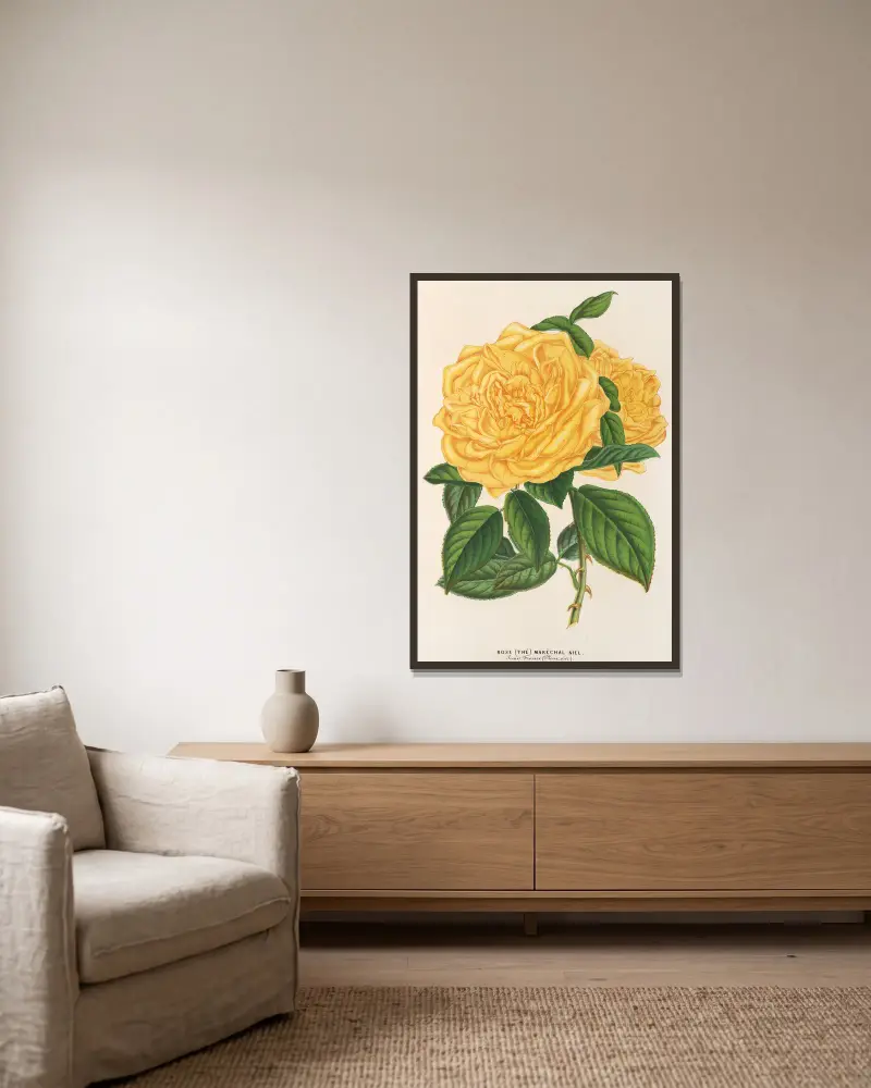 Rose (Tee) Maréchal Niel von Charles Antoine Lemaire gerahmt an einer Wand
