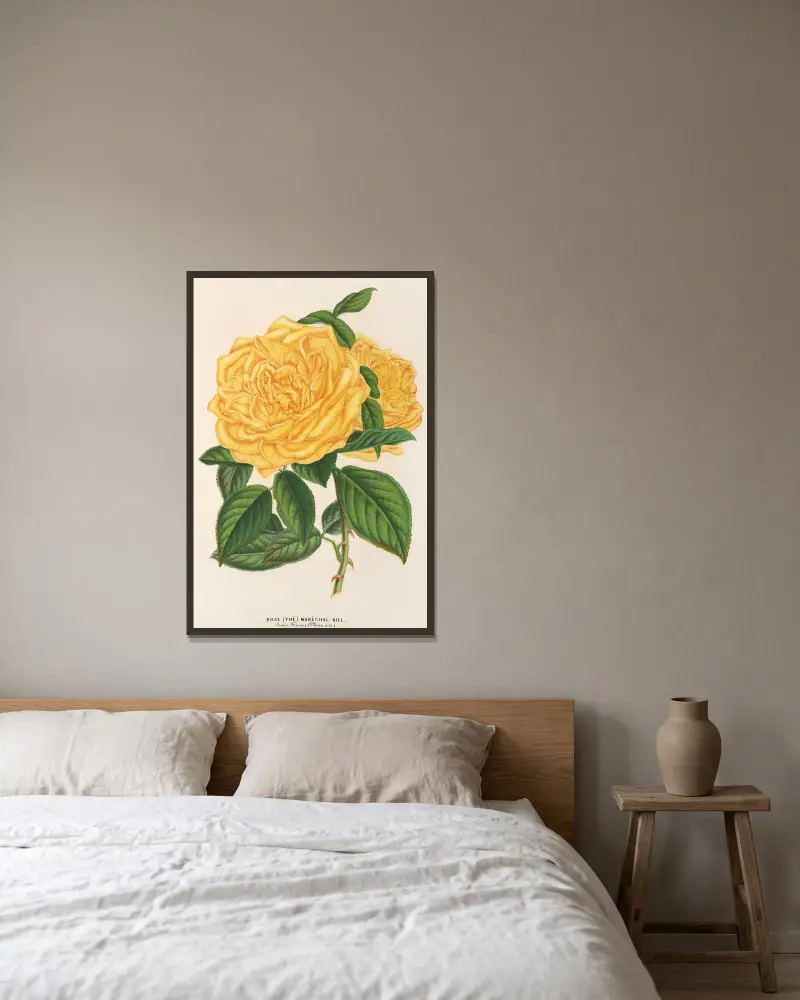 Rose (Tee) Maréchal Niel von Charles Antoine Lemaire gerahmt an einer Wand