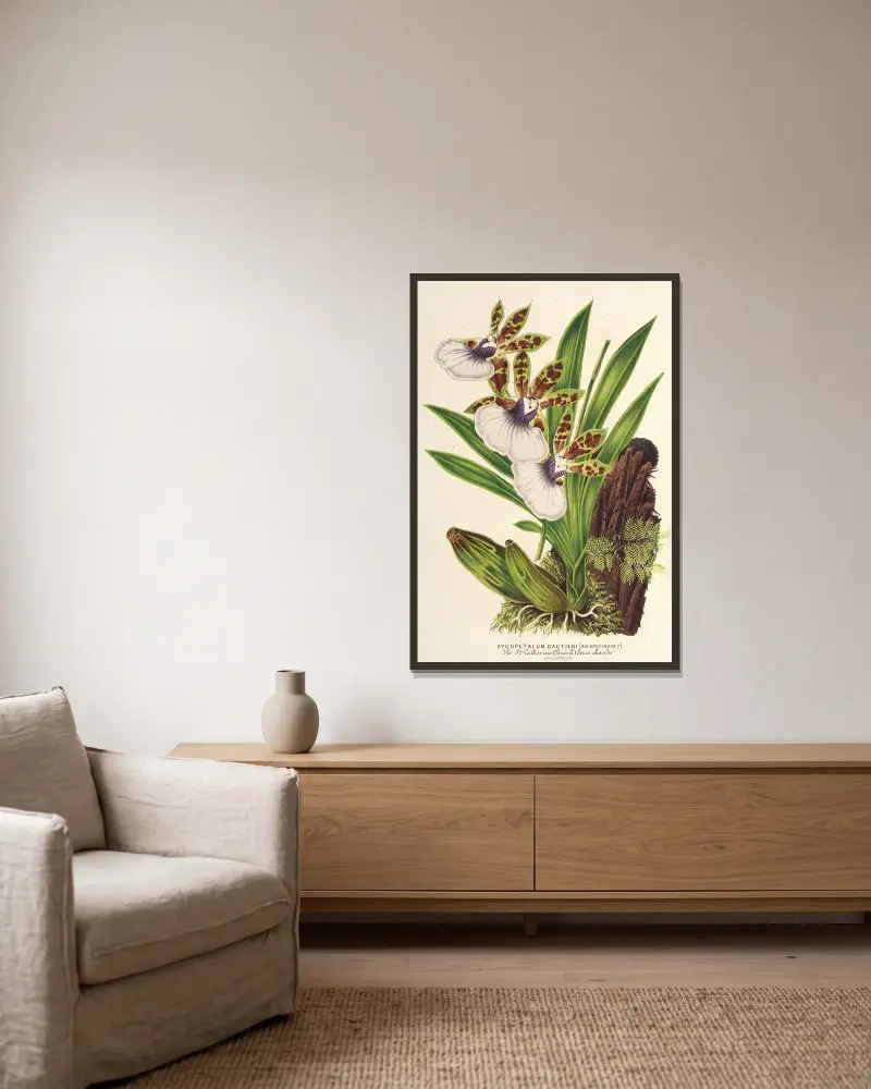 Zygopetalum Gautieri av Charles Antoine Lemaire inramad på en vägg