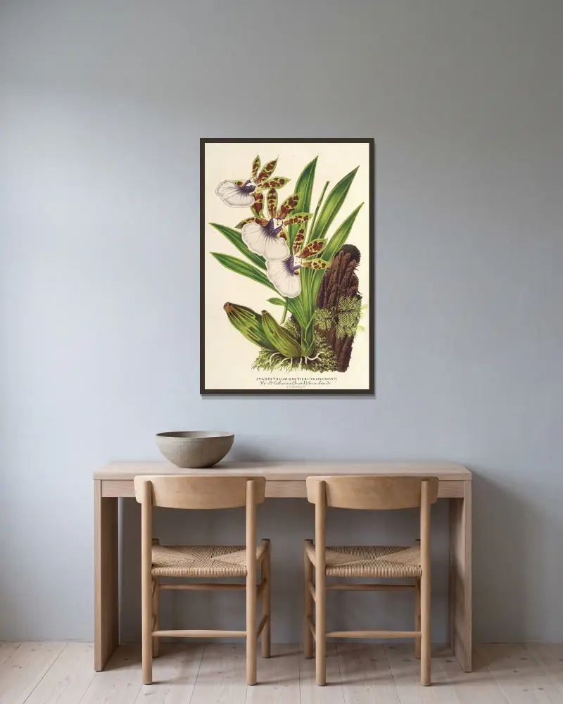 Zygopetalum Gautieri av Charles Antoine Lemaire inramad på en vägg