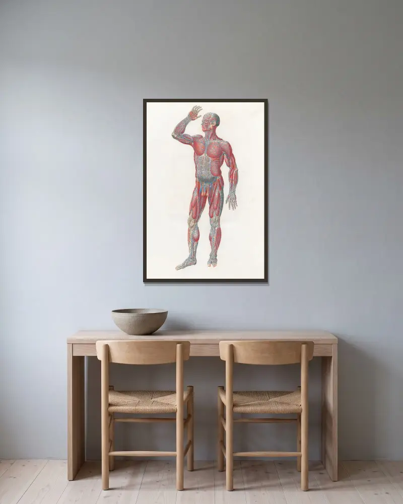 Anatomia Universale Pl.01 av Antonio Serantoni inramad på en vägg