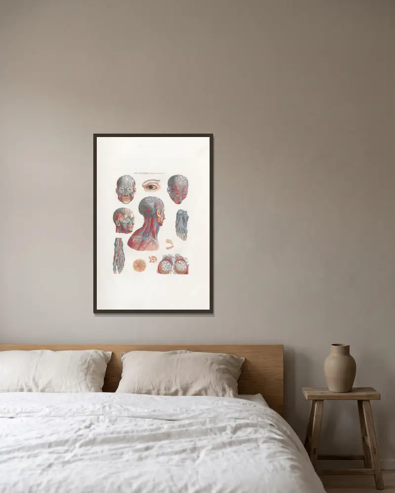 Anatomia Universale Pl.02 av Antonio Serantoni inramad på en vägg