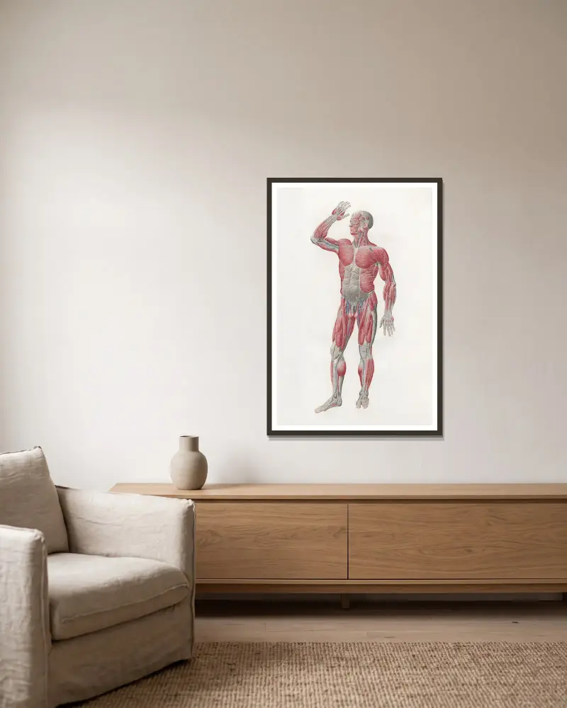 Anatomia Universale Pl.04 av Antonio Serantoni inramad på en vägg