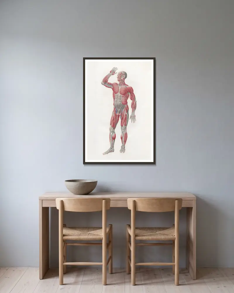 Anatomia Universale Pl.04 av Antonio Serantoni inramad på en vägg