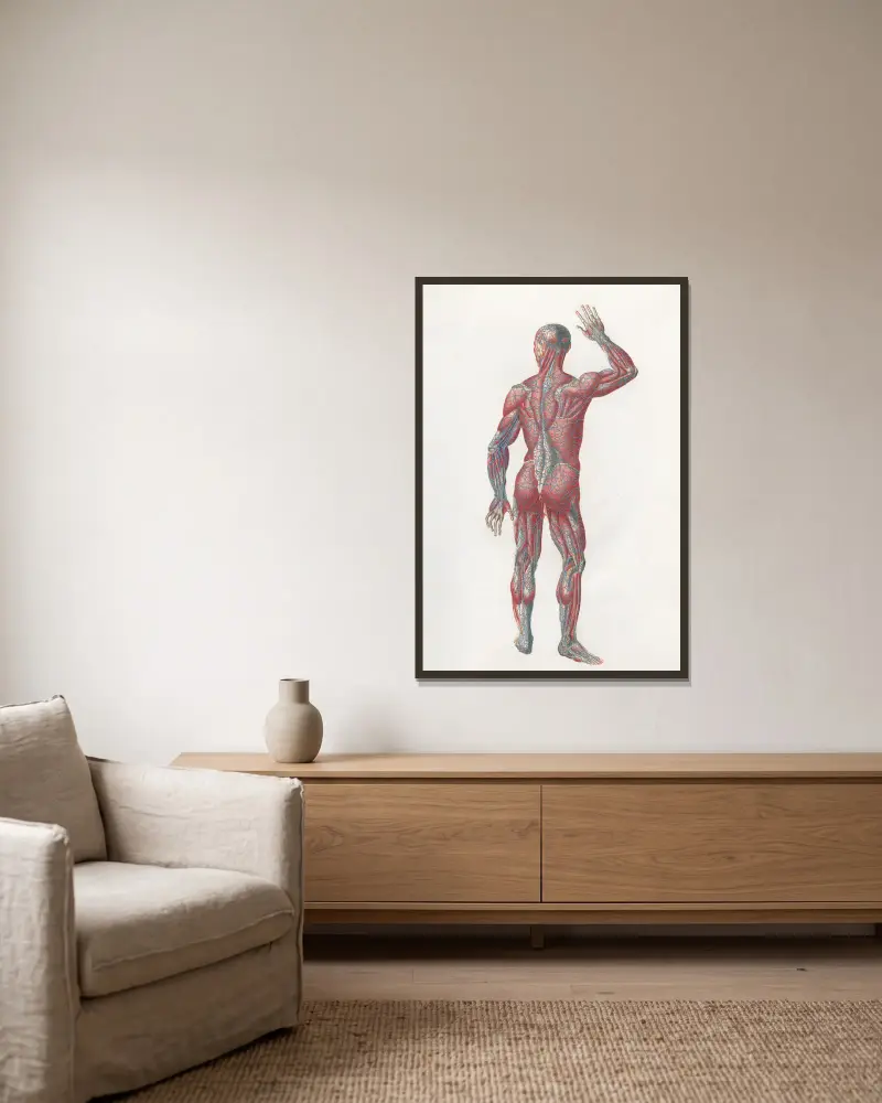 Anatomia Universale Pl.07 av Antonio Serantoni inramad på en vägg