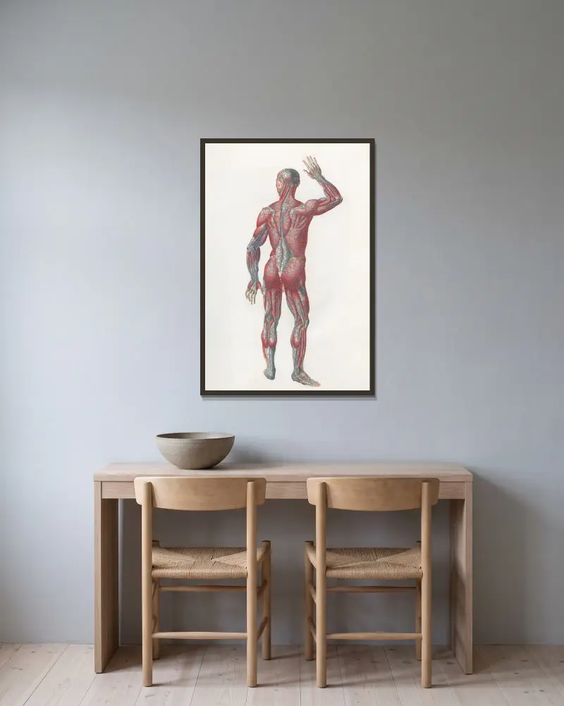 Anatomia Universale Pl.07 av Antonio Serantoni inramad på en vägg