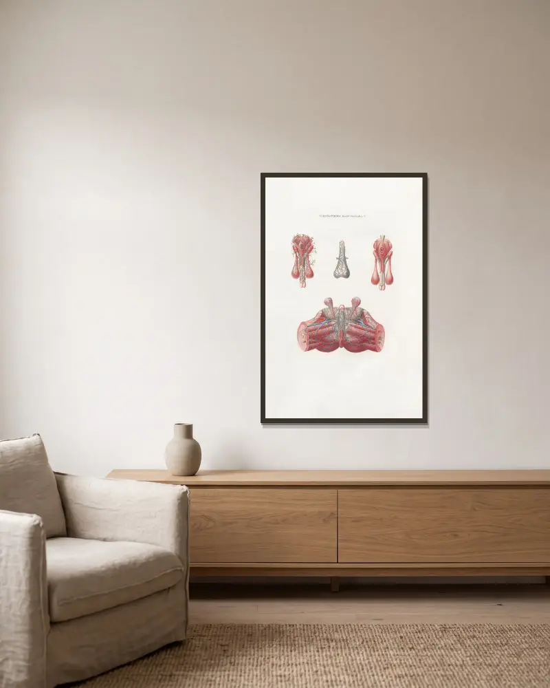 Anatomia Universale Pl.08 av Antonio Serantoni inramad på en vägg