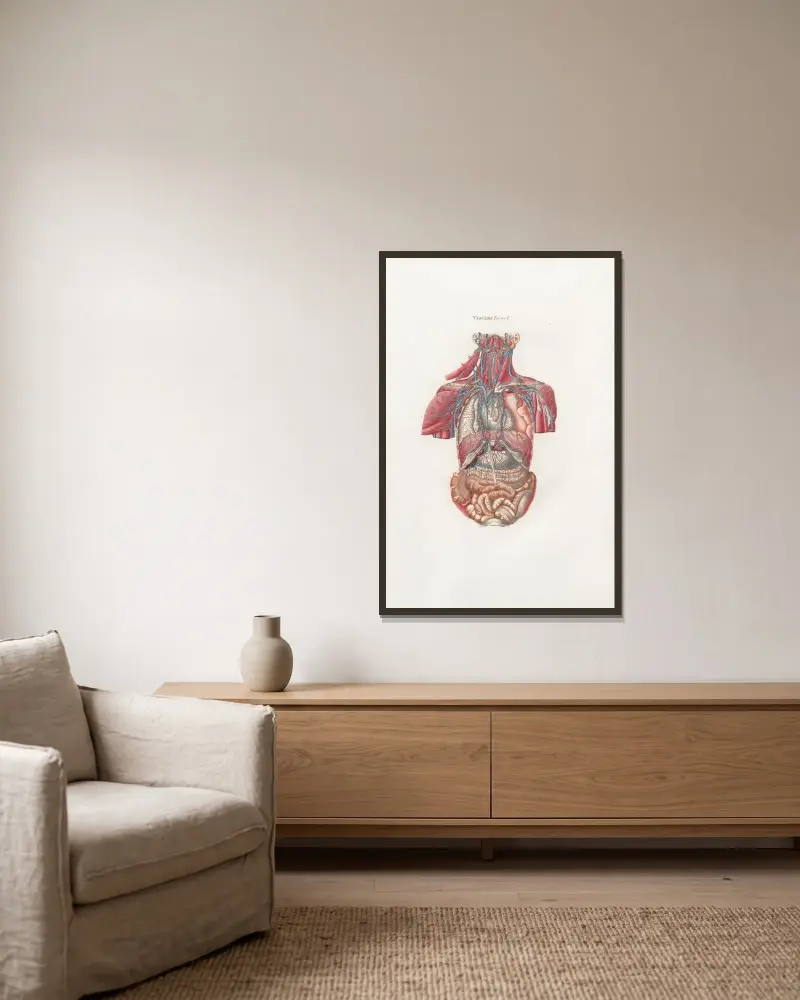 Anatomia Universale Pl.09 av Antonio Serantoni inramad på en vägg