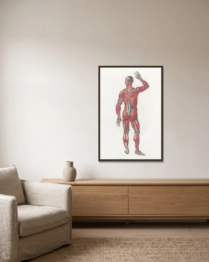 Anatomia Universale Pl.10 av Antonio Serantoni inramad på en vägg
