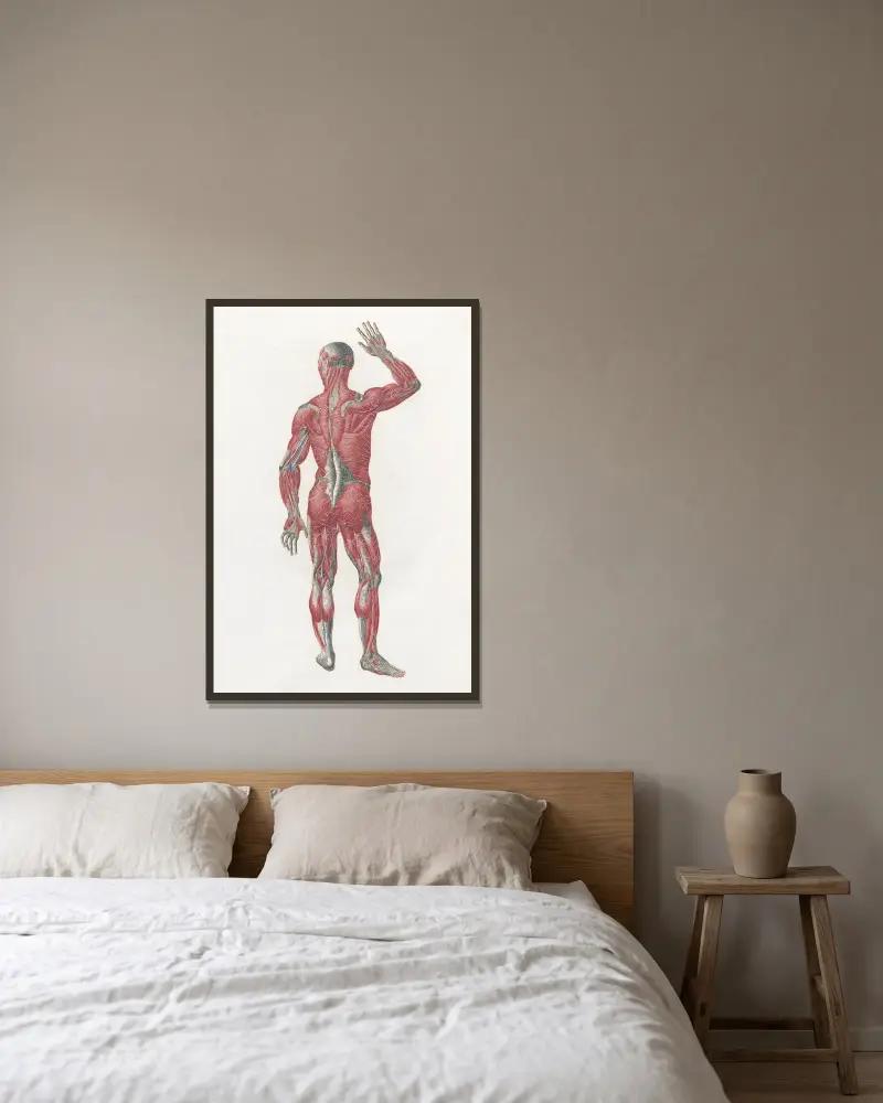 Anatomia Universale Pl.10 av Antonio Serantoni inramad på en vägg